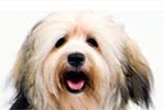 Havanese